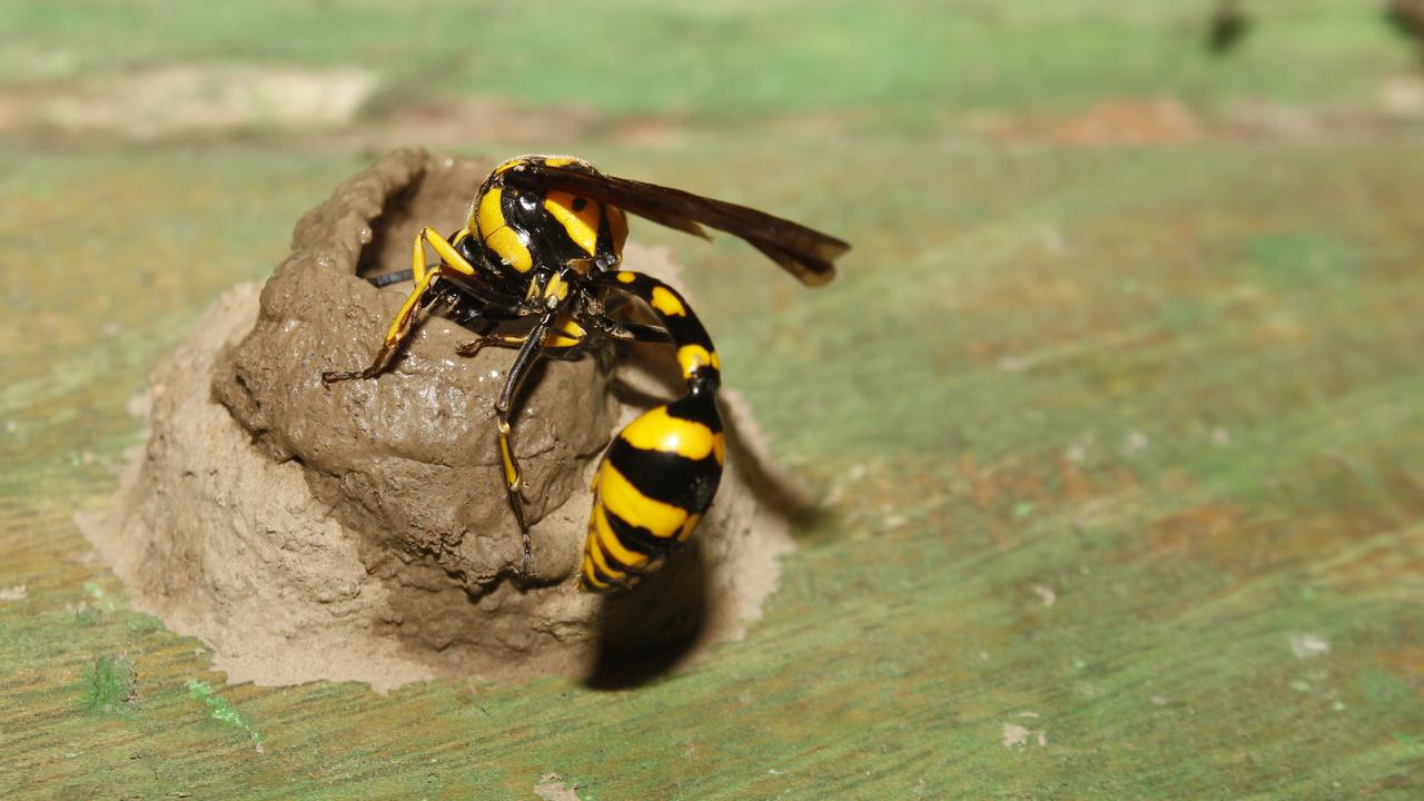 Mud wasps keep dead spiders in their nests for their babies to eat once they hatch. Picture: iStock