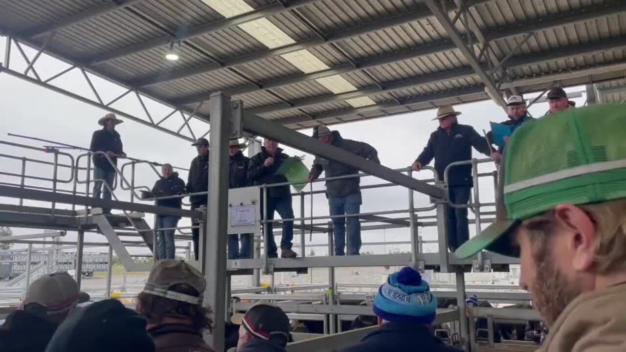 Ballarat agents sell the first pen at CVLX's May store sale