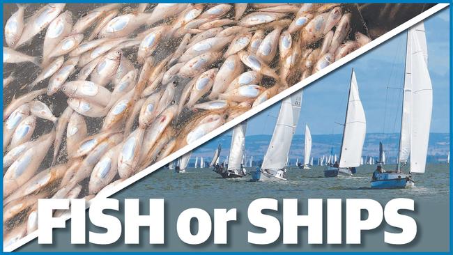 Empty: Dead fish in the Darling River on January 28; Full: Sailing on Lake Alexandrina on January 27.