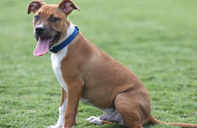 Staffy Rocky is looking forward to Camden’s biggest canine festival. Picture: Robert Pozo