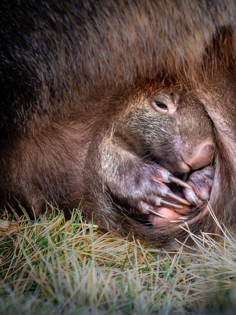 PEEKABOO Deb Sulzberger, Tasmania. A female wombat with a large infant in her pouch.