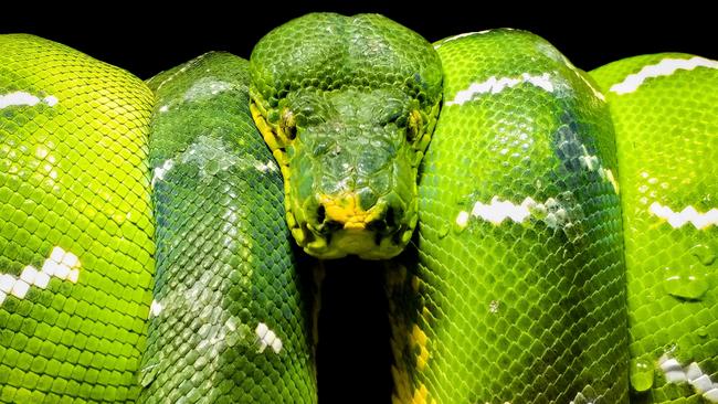 Pictures from #Green2020, Agora’s latest online photo contest. 'Dangerously beautiful green viper' by @jovanneamolat (Philippines).