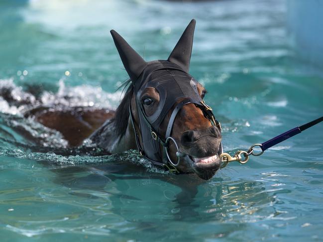 Winx swimming at Flemington before attempting the record breaking fourth Cox Plate victory.