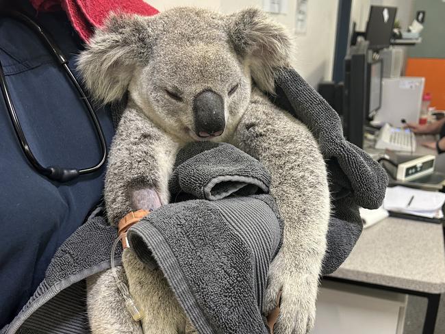 Koala rescued from Townsville at JCU emergency vet.