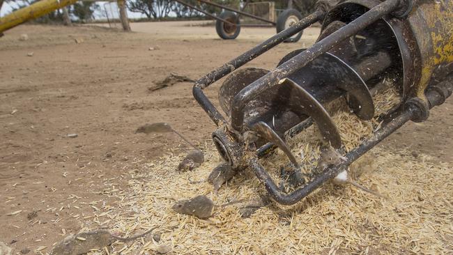 Spreading fast: Mice are running rampant thanks to a bumper harvest.