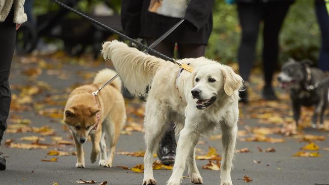 Million Paws Walk in the Adelaide Botanic Gardens, Sunday, May 28, 2023. Picture: Matt Loxton