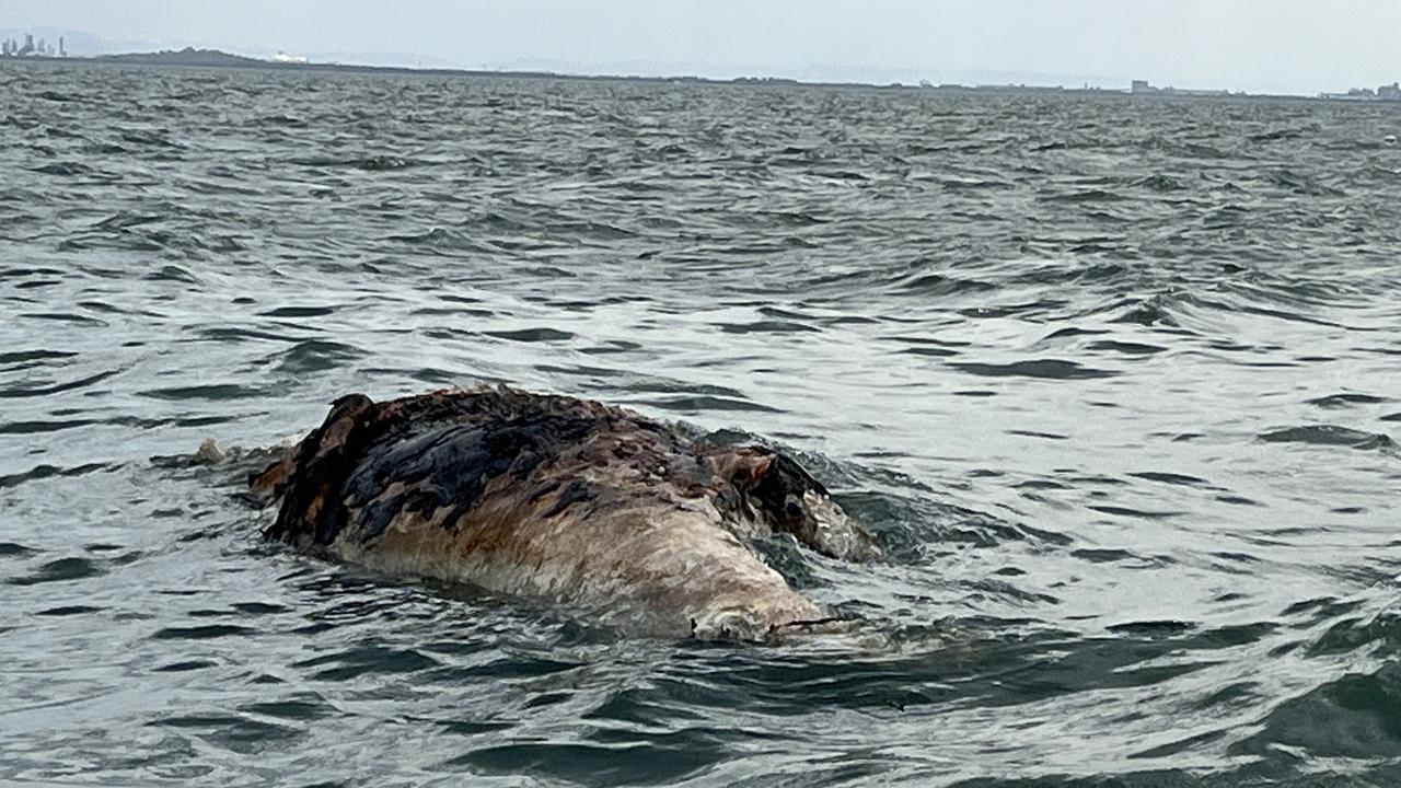 Rangers are keeping watch over the rotting humpback carcass, which no longer has a tail and is posing a navigational threat to boaties. Picture: DES