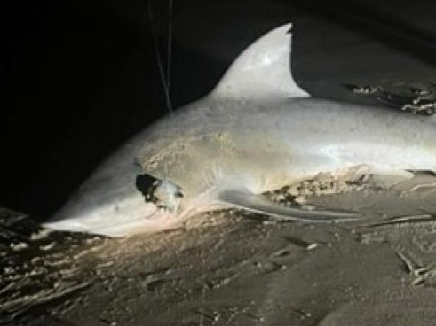 Multiple sightings of sharks have been reported after a bull shark was hooked and released at the Maroochydore river mouth. Photo: Dorsal Watch.