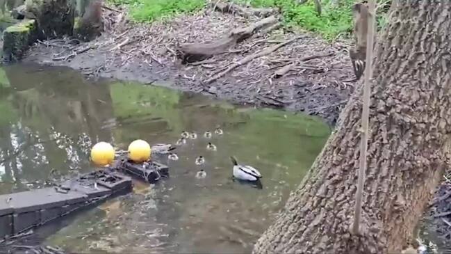 Moment ducklings are reunited with mum and dad