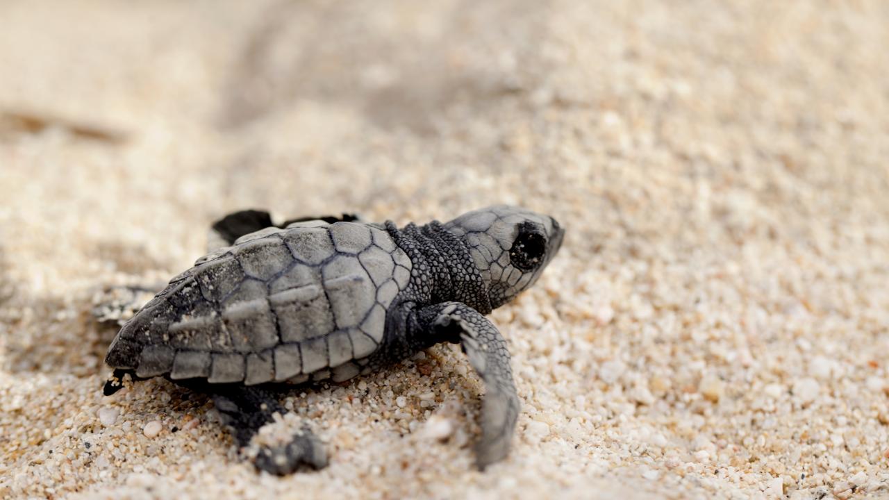 Sea turtles return to beaches around the world amid coronavirus ...