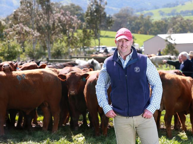 Tom Lawson from Paringa Livestock at the Paringa spring bull sale. Picture: Andy Rogers