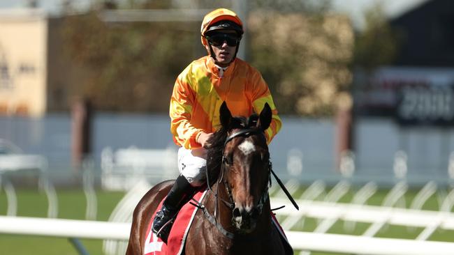 Shangri La Spring after his victory in the Frank Packer Plate Picture: Jeremy Ng/Getty Images