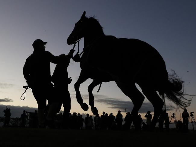 Winx kicks out following a trackwork session at Rosehill Gardens on Thursday morning.