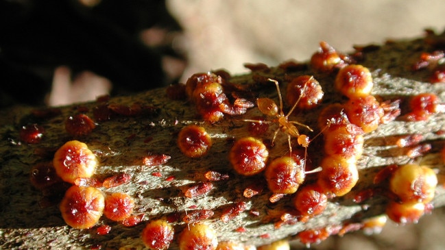 Yellow crazy ants do not pose a significant health risk to humans but can create major damage in ecologically sensitive environments. Picture: Supplied