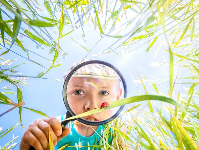 CHILDREN NATURE -  Boy explores a meadow through a magnifying glass. Child on the meadow with a magnifying glass in his hand. Little boy watches through the magnifying glass a ladybug in the grass in the meadow. Little scientist entomologist observes insects. Picture: Istock