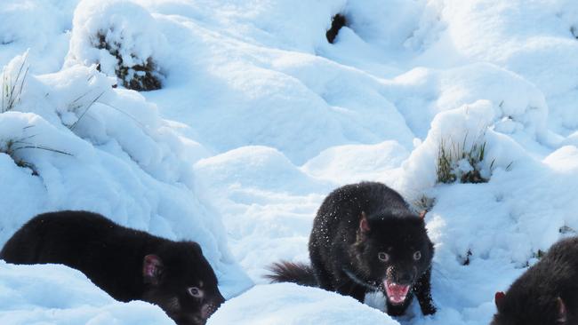 Devils in the snow at Devils@Cradle in Cradle Mountain. Picture: Devils@Cradle