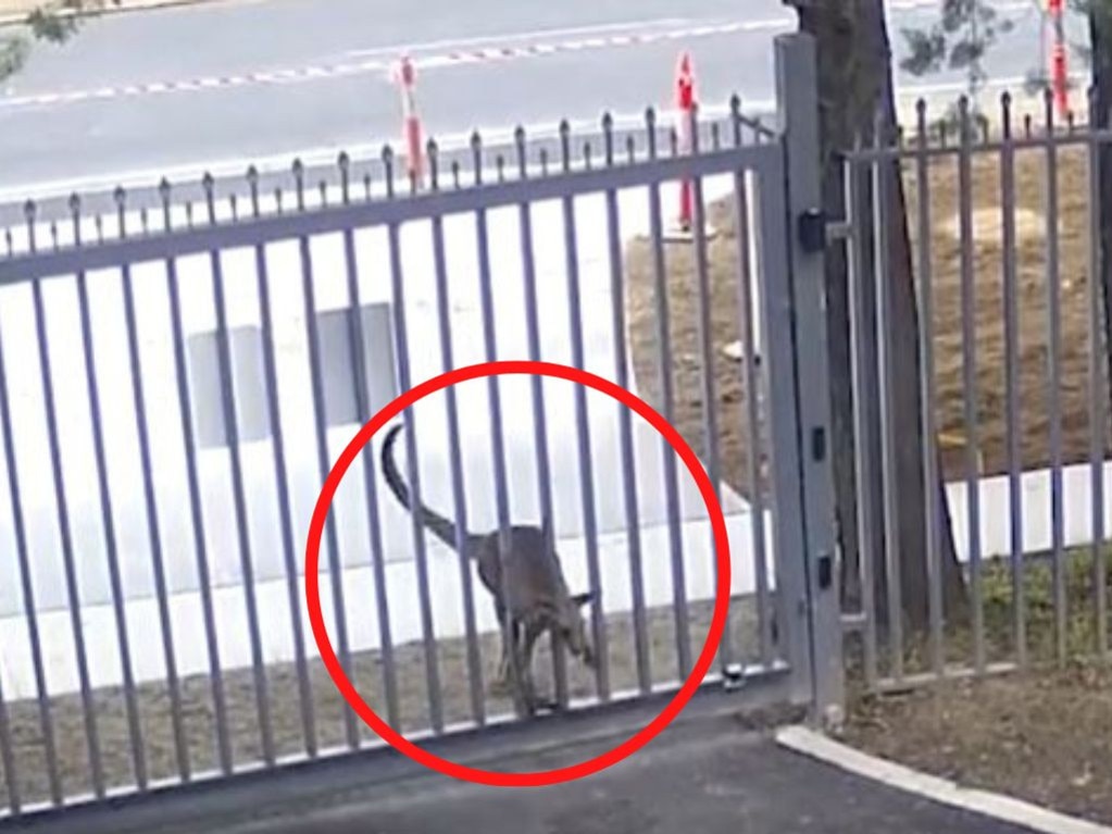 A gutsy kangaroo has been busted on camera trying to break past the gates of the Russian embassy in Australia, prompting an immediate response from officials.