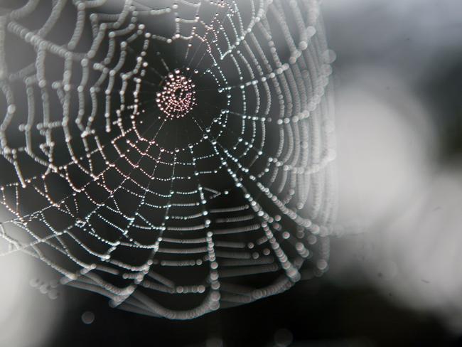 GAD A cold and misty morning brinfs out the beauty in the delicate structure of a cobweb