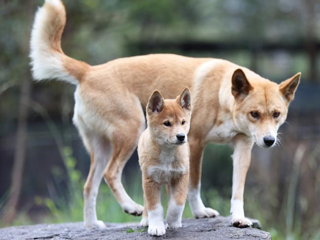 In many parts of Australia you need a license to have a Dingo as a pet. Picture: David Swift