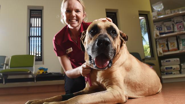 Darwin dog owners urged to be diligent in checking for ticks | NT News