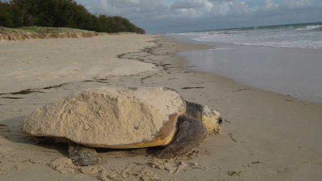 A turtle makes it way back to the ocean after nesting on Bribie Island. Photo. supplied.