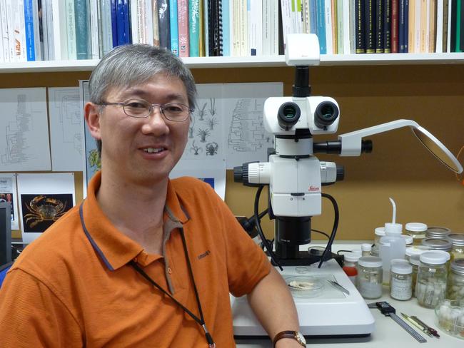 Dr Shane Ahyong, principal research scientist and manager of marine invertebrates at the Australian Museum Research Institute, warns that the jimble jellyfish are a painful nuisance. Picture: Supplied