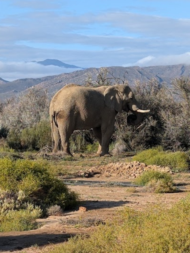 It offers a tranquil Karoo Big 5 experience. Picture: News.com.au