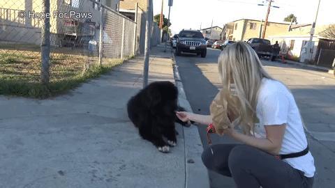 Dog Rescued From Streets Travels Almost 1,000 Miles to Become Therapy Animal