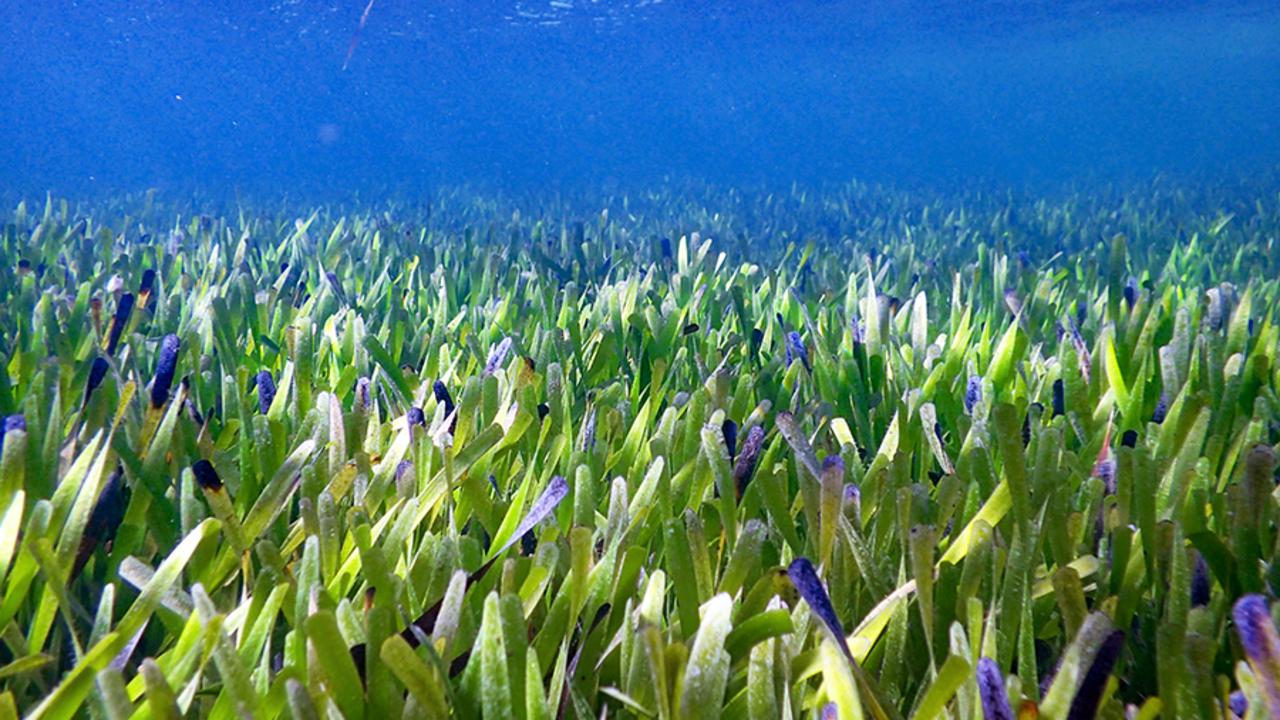 Researchers believe they have found the largest plant in the world in Western Australian’s waters. Picture: Rachel Austin.