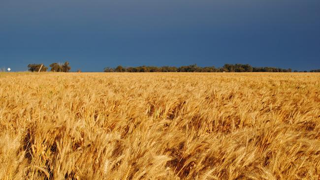 Lempriere Grain may have been insolvent for much of the past decade.