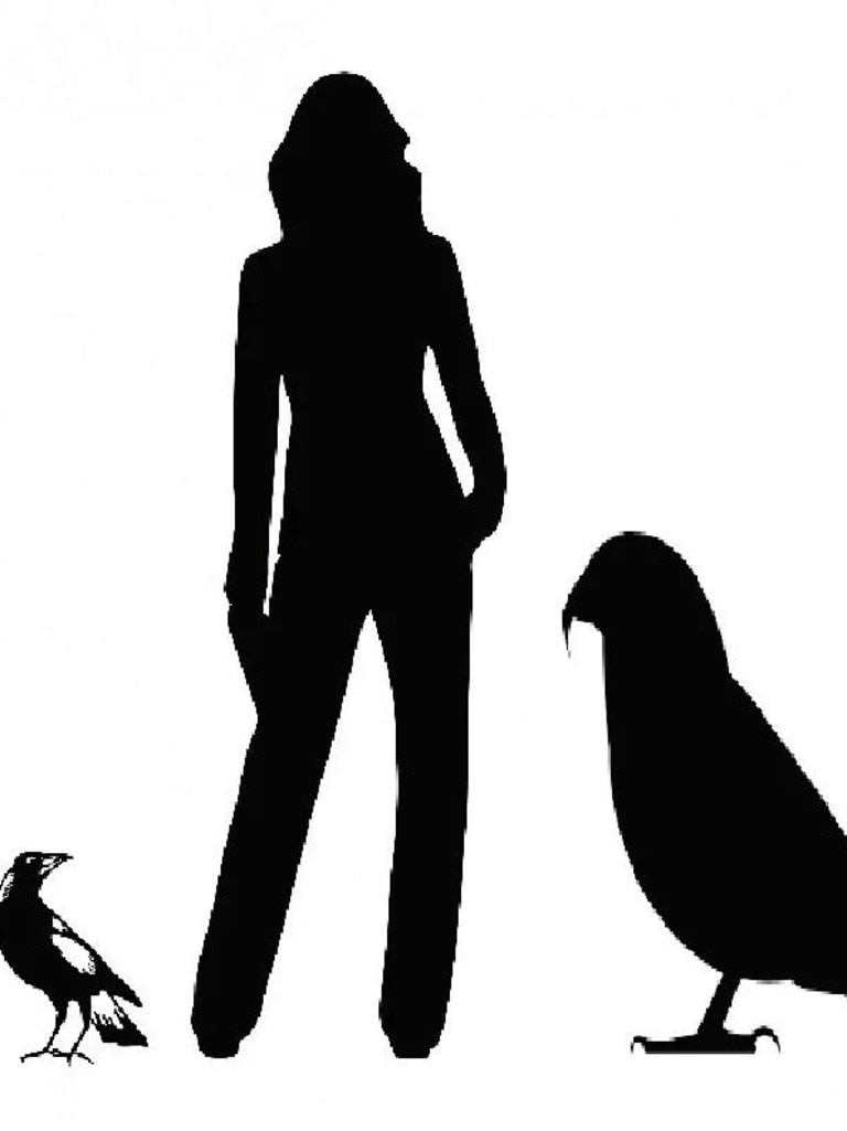 A size comparison shows the Heracles Inexpectatus, the world's largest parrot artist impression standing next to an adult by Professor Paul Scofield, Canterbury Museum