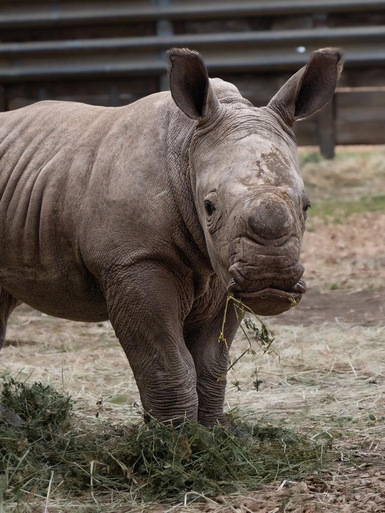 Pictured here at two weeks' old, Jabulani is growing at a great rate thanks to consuming eight to 14L of Kipenzi’s milk a day. Picture: supplied/ Werribee Open Range Zoo