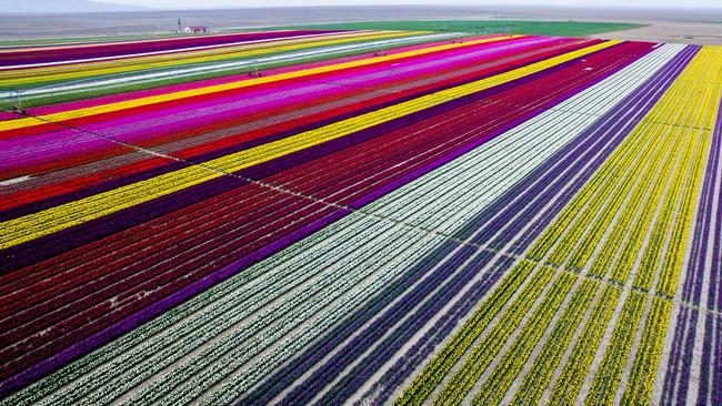 ESCAPE: KONYA, TURKEY - APRIL 13: Colorful tulip fields, sized 300 decare, which have been opened to public for two days in Karatay, Konya on April 13, 2016. (Photo by Murat Oner Tas/Anadolu Agency/Getty Images)