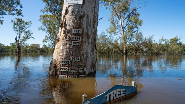 Floodwaters surround the Loxton Tree of Knowledge. Picture: Murray River Pix