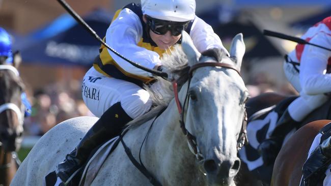 Kathy O'Hara was looking forward to sticking with Melbourne Cup chance Grey Lion throughout the spring. Picture: AAP