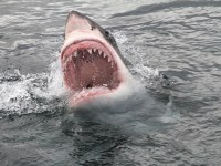 Great White Shark showing his big jaws when jumping out of the water for a deadly attack. MUST CREDIT Image: iStock
