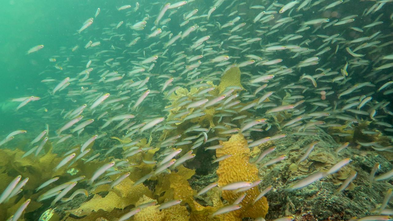 Corio Bay fishing about to get easier | Geelong Advertiser