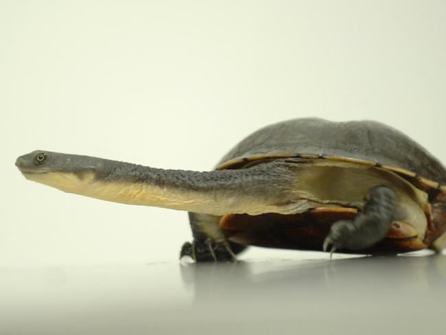 The turtle’s neck is about half the length of its shell. At Taronga the species is housed at Reptile World.