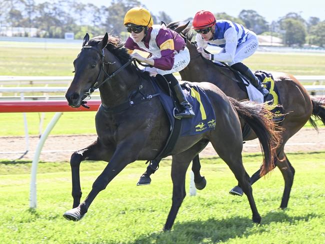 Rolling Magic can bring up the hat-trick at Hawkesbury. Picture: Bradley Photos