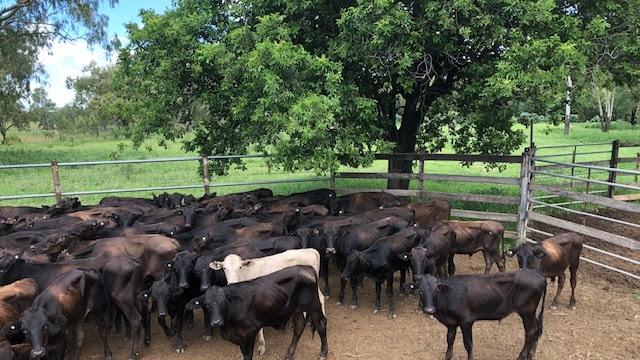 Dalrymple Saleyards. Picture: SUPPLIED