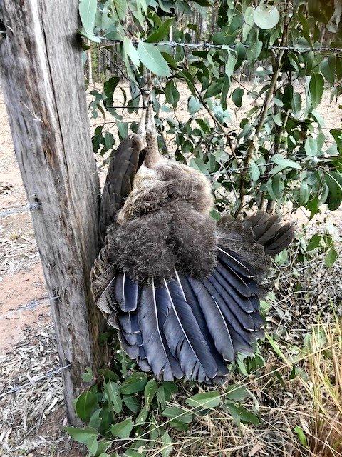 DISTURBING: A beheaded peacock was found zip-tied to a fence in Laidley. Picture: Contributed