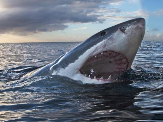 A great white shark breaks the surface of the water.