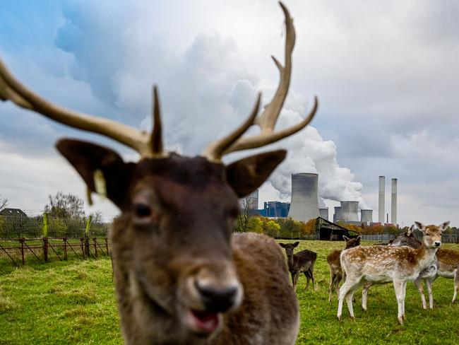 Fallow deer enjoy their photo-op on a meadow in western Germany. Picture: Ina Fassbender/AFP