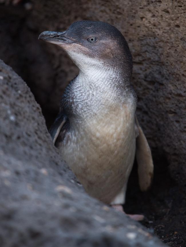 Little Penguins were previously known as Fairy Penguins. Picture: JAY TOWN