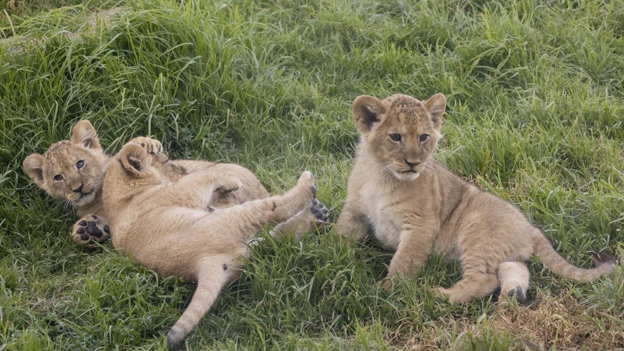 The cubs captured hearts across Australia when they were born last year. Picture: Jo Howell