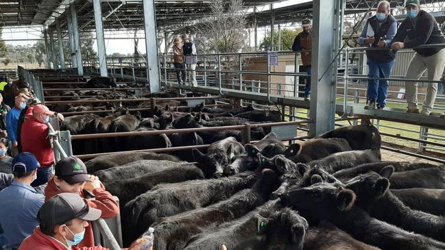 Strong demand from NSW and Queensland has pushed the young cattle indicator to a new high. Picture: Jenny Kelly