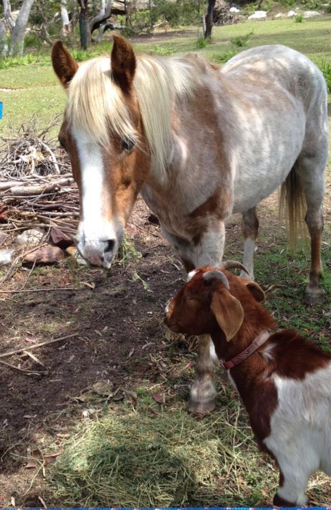 Clare Wainwright, owner of horse Shelley, 30, and goat Arthur, said she could be forced to move animals from their land if a draft proposal on banning large animals in residential zones goes ahead. Picture: Supplied.