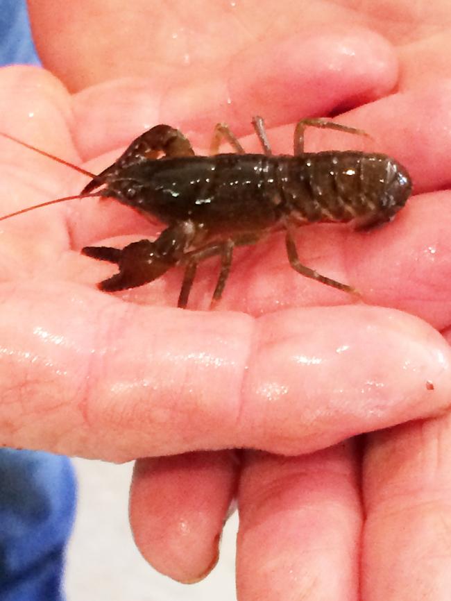 These tiny lobsters can grow to a length of 1m and live more than 40 years. Picture: HELEN KEMPTON