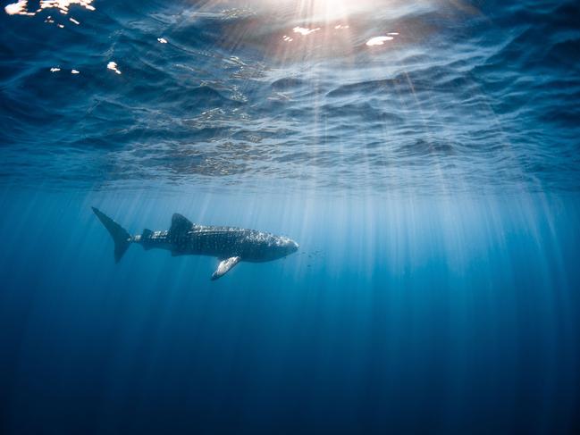 Whale shark at Ningaloo Reef in WA. Photo: Ollie Clarke