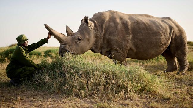 Zacharia Mutai with one of the white rhinos at Ol Pejeta, Kenya.